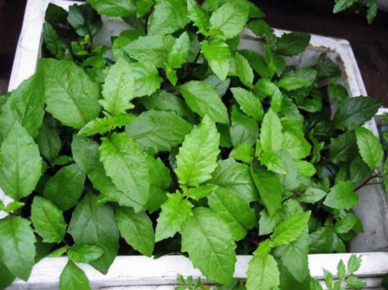 Hình ảnh tuyết sơn phi hồng (Gynura procumbens) lá và thân cây tươi xanh